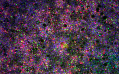 A new tool to study TBEV